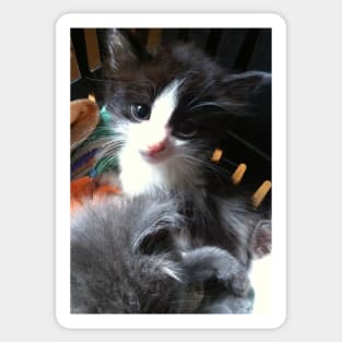 Cute Black and White Kitten Sticker